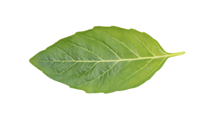 Single green leaf isolated on transparent background, highlighting its veins and texture, perfect for graphic design projects