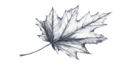 Detailed pencil drawing of a maple leaf isolated on transparent background, perfect for nature-themed projects