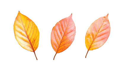 Fototapeta premium Vibrant hues of orange and yellow paint these autumn leaves, isolated on a transparent background, ready for your creative projects