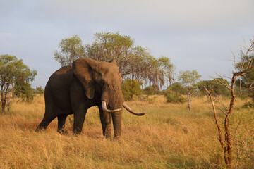 Naklejka premium Afrikanischer Elefant / African elephant / Loxodonta africana..