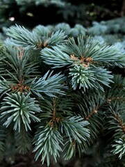 Fototapeta premium A branch of green pine, with its vibrant needles beautifully highlighted. The fresh green hues bring a natural and serene feel, perfect for representing the spirit of winter, Christmas