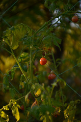 tomato plant