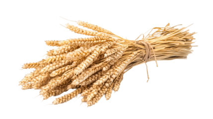 Wheat ears bundled with twine, representing agricultural harvest, positioned against transparent backdrop