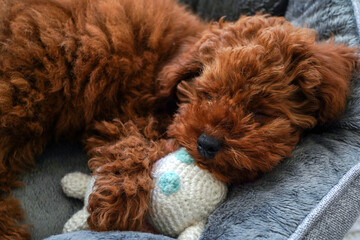  puppy poodle dog sleeping on a pillow with toy