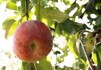 Red apple in a tree during autumn