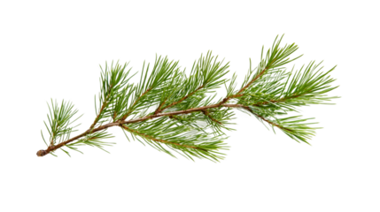 Pine branch displaying fresh green needles, backlit against transparent background, showcasing natural botanical detail