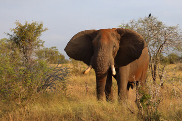 Afrikanischer Elefant / African elephant / Loxodonta africana..