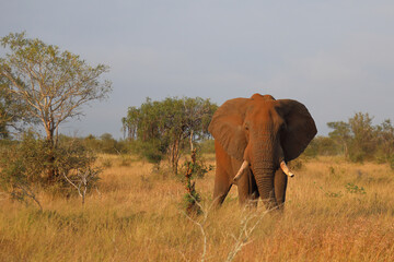 Obraz premium Afrikanischer Elefant / African elephant / Loxodonta africana