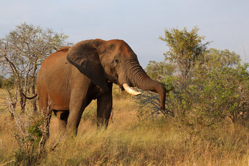 Fototapeta premium Afrikanischer Elefant / African elephant / Loxodonta africana..