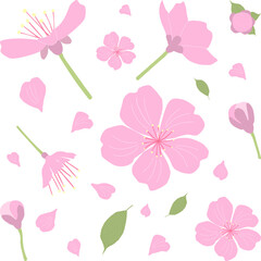 Sakura flower blossom set, buds, petals and  leaves, stages of cherry blossom development, isolated on white background