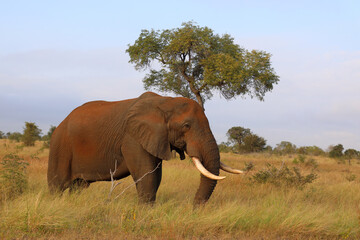 Fototapeta premium Afrikanischer Elefant / African elephant / Loxodonta africana..