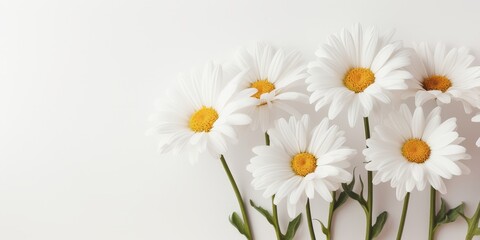 Obraz premium Daisies on a white background. Floral design element