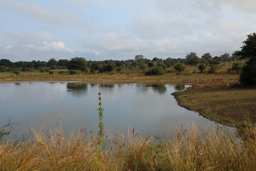 Schwarzfersenantilope / Impala / Aepyceros melampus