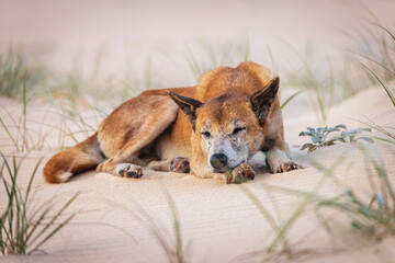 Dingo
