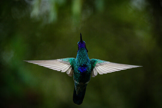 Colibr&iacute; volando
