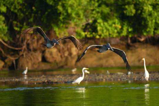 Pelicanos volando