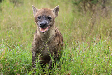 Tüpfelhyäne / Spotted hyaena / Crocuta crocuta..