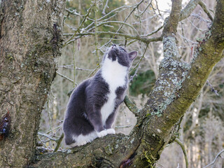 Obraz premium Cute cat climbing a tree. 