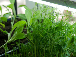 Obraz premium Seedlings indoors growing under grow-lights. 