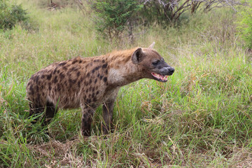Tüpfelhyäne / Spotted hyaena / Crocuta crocuta..