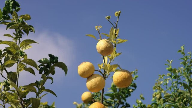 lemon fruits on a lemon tree in summer