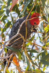 gang gang cockatoo