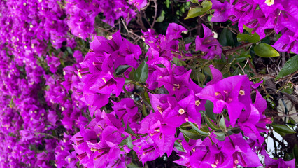 Close-Up Of Vibrant Bougainvillea Flowers In Full Bloom, Showcasing Their Rich Purple Hue And Delicate Petals. Lush Green Leaves Add Contrast. Concept Of Natural Beauty, Gardening, And Tropical Flora.
