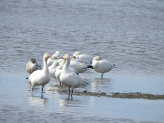 Snow geese enjoying an early spring day, within the wetlands of the Edwin B. Forsythe National Wildlife Refuge, Galloway, New Jersey.
