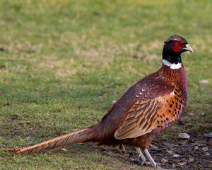 British wild bird. Large format pheasant in a garden