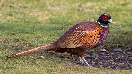 British wild bird. Large format pheasant in a garden