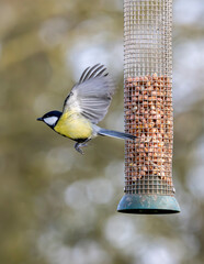 Great tit. British wild bird at a peanut feeder.