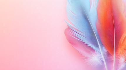 un fondo rosa pastel liso con espacio de copia con plumas de ave decorativas y de colores divertidos para diseño