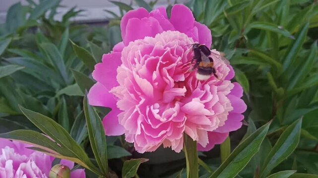 A bumblebee collects pollen from a blooming beautiful vibrant pink peony closeup