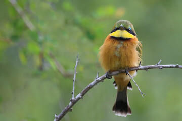 Zwergspint / Little bee-eater / Merops pusillus
