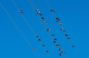 City Birds Symphony. Music for the soul. Flock on wires