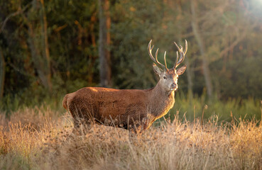 Red Deer Stag in sunshine