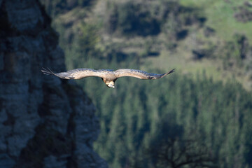 Buitre leonado sobrevolando las montañas de Sierra Salvada