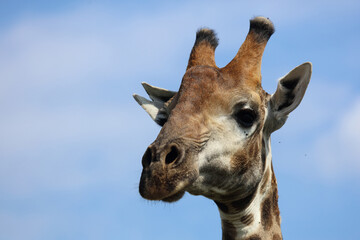 Giraffe / Giraffe / Giraffa camelopardalis
