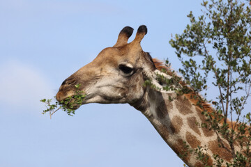 Giraffe / Giraffe / Giraffa camelopardalis