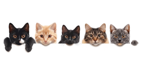 cats peek out from behind white banner designed to advertise veterinary clinic or private doctor for pets. Cute kittens for advertising animal shelters or pets hotels on transparent