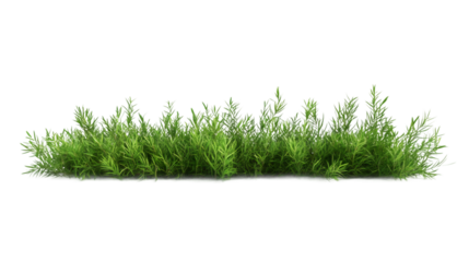 Photorealistic 3D green grass rendering, transparent backdrop highlighting natural texture for architectural designs and creative projects