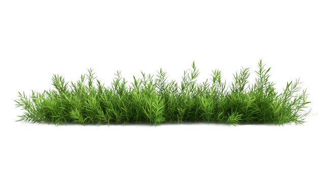 Photorealistic 3D green grass rendering, transparent backdrop highlighting natural texture for architectural designs and creative projects