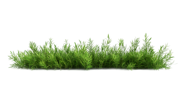 Photorealistic 3D green grass rendering, transparent backdrop highlighting natural texture for architectural designs and creative projects