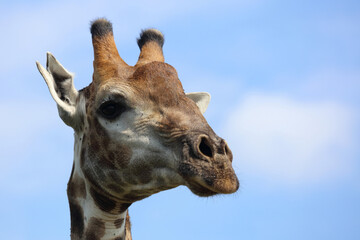 Giraffe / Giraffe / Giraffa camelopardalis