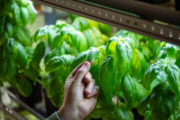 Gardener hand brushes lush green Genovese basil leaves in row pots under phytolamps indoors. Mini greenhouse, homegrown herbs, sustainable small business, plant growing hobby, vegetarian lifestyle