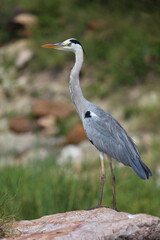 Fototapeta premium Afrikanischer Graureiher / Grey heron / Ardea cinerea