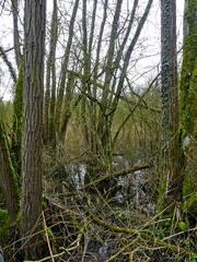 Fototapeta premium Fretin, February 2025: Hiking in the Fretin marshes, surrounded by trees and nature