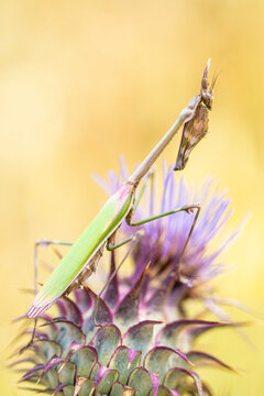 Empusa pennata perched gracefully on a thistle flower