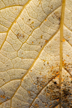 Close-up of a dried almond leaf with natural textures