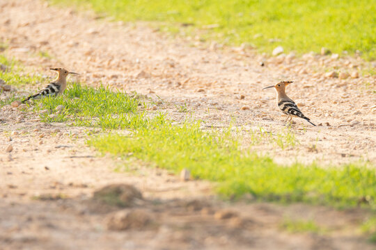 Two hoopoe birds foraging on a grassy wetland - Powered by Adobe